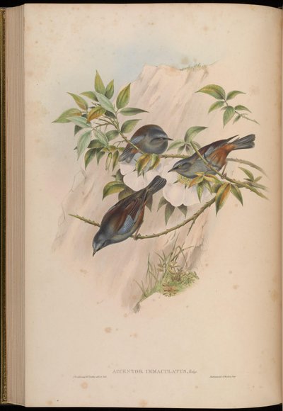 Accentor immaculatus = Prunella immaculata von John Gould